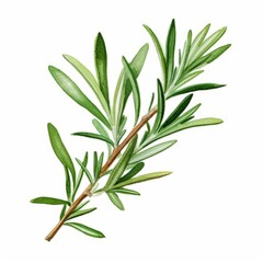 Obraz premium Watercolor, green leafy plant with a thin stem, rosemary