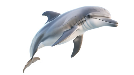 Obraz premium Isolated dolphin isolated on white background.