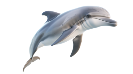 Isolated dolphin isolated on white background.