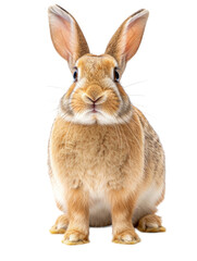Obraz premium Portrait rabbit isolated on white background