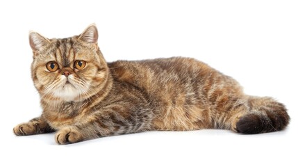 Brown Spotted Tabby Exotic Shorthair Cat on White Background