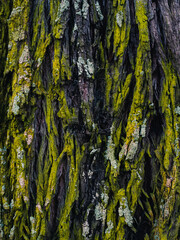 Tree bark