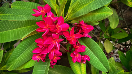 Plumeria flower blooming in garden