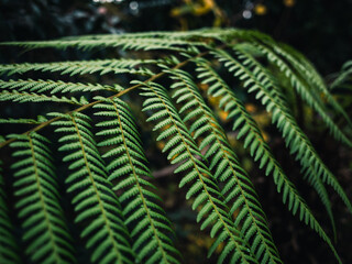 Fern leaves