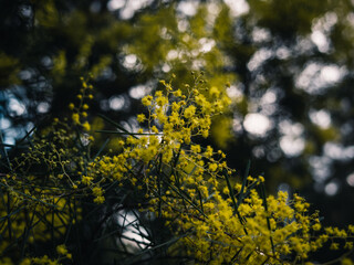 Yellow wattle
