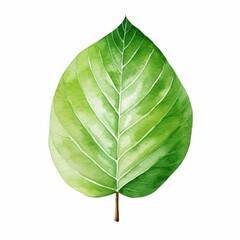 Obraz premium Watercolor, leafy green leaf with a stem. The leaf is painted in and has a natural, organic feel to it