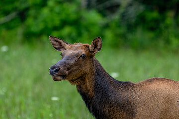 Fototapeta premium elk, cherokee, deer, animal, stag, wildlife, antlers, mammal, nature, wild, buck, forest, horns, antelope, brown, antler, grass, hunting, park, beautiful, elk, green, red deer, animals, reindeer, aler