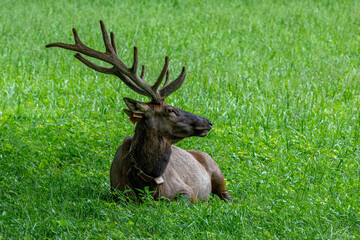 elk, cherokee, deer, animal, stag, wildlife, antlers, mammal, nature, wild, buck, forest, horns, antelope, brown, antler, grass, hunting, park, beautiful, elk, green, red deer, animals, reindeer, aler