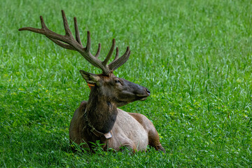 elk, cherokee, deer, animal, stag, wildlife, antlers, mammal, nature, wild, buck, forest, horns, antelope, brown, antler, grass, hunting, park, beautiful, elk, green, red deer, animals, reindeer, aler