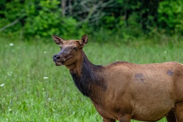 elk