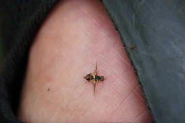 Bactrocera correcta found in vegetable plots.