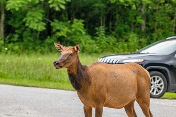 elk