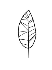Outline monstera leaf. Hand drawn sketch black and white tropical plants vector illustration. Palm leaf line art. Engraved style.