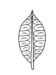 Outline monstera leaf. Hand drawn sketch black and white tropical plants vector illustration. Palm leaf line art. Engraved style.