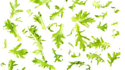 Fresh green leaves of endive frisee chicory salad isolated on white background with full depth of field. Top view. Flat lay