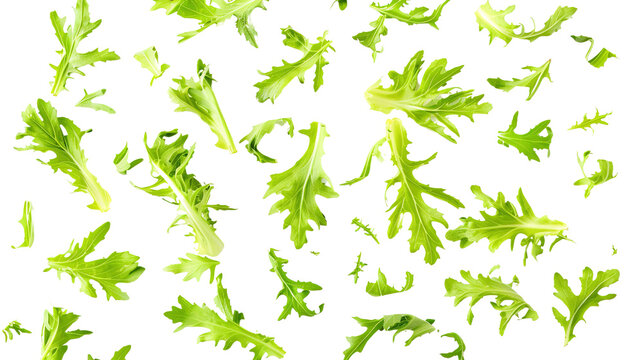 Fresh green leaves of endive frisee chicory salad isolated on white background with full depth of field. Top view. Flat lay