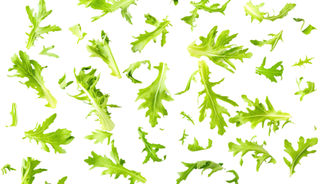 Fresh green leaves of endive frisee chicory salad isolated on white background with full depth of field. Top view. Flat lay