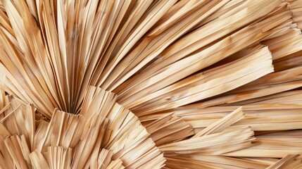 Dry palm leaves forming a background. Close-up of tropical fan-shaped foliage. Natural backdrop. Top view with space for text.