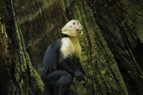 Mono Cara Blanca o Capuchino, en Quepos, Manuel Antonio, Costa Rica - 23 de marzo de 2024.
