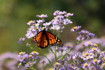 Monarch Butterfly in Purple Flowers