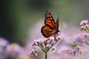 Monarch butterfly on purple flowers