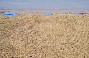 Rice paddy drying in the sun on the cement road in local Thailand. Drying reduces the moisture content in the grain which is a requisite if it is to be stored.