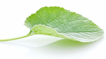 Obraz premium A leaf is shown in a close up on a white background