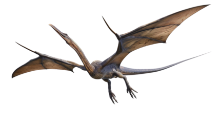 pterodactyls isolated on white background