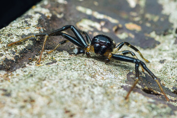 Black Napoleon spider species on the house floor.