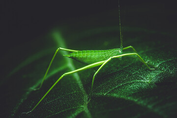 Green grasshopper on green leaf.