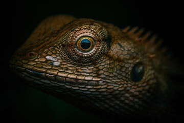 Extreme shot of brown chameleon eye.