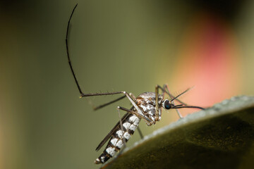 A mosquito perched on a green leaf.