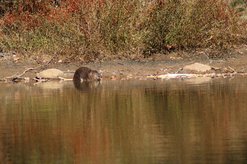 Beaver by the pond