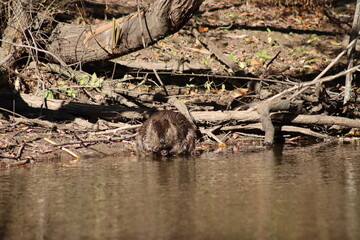 Beaver in the pond