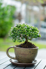 A small tree is in a pot.