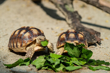 Sucata tortoise eating vegetables with nature background