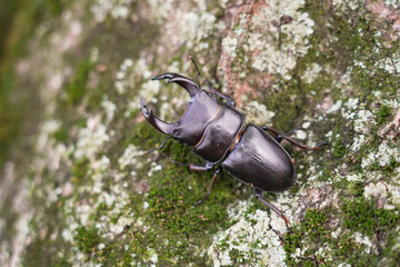 天然オオクワガタのオス