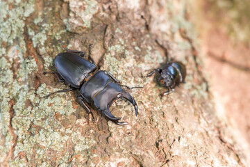 天然オオクワガタのオスとメス