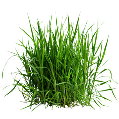 Obraz premium Lush Green Grass Isolated on white background