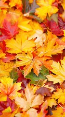 Fototapeta premium autumn maple leaves
