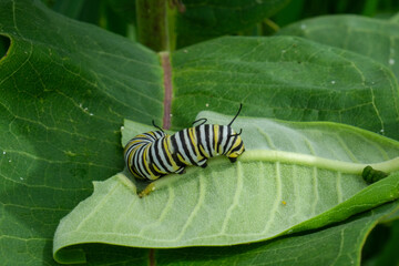 monarch caterpillar on leaf of milkweed