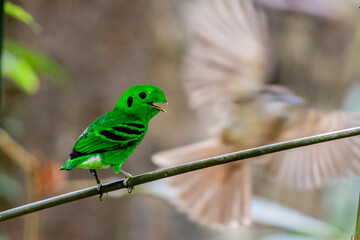 Green Broadbill, It is a beautiful bird in nature in Thailand.