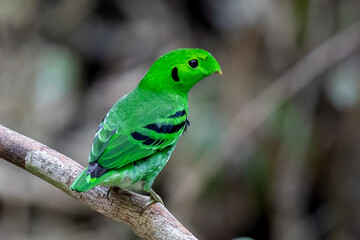 Green Broadbill, It is a beautiful bird in nature in Thailand.