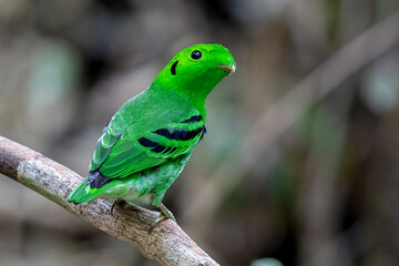 Green Broadbill, It is a beautiful bird in nature in Thailand.