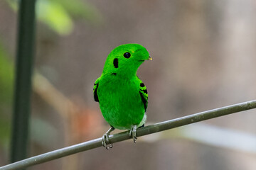Green Broadbill, It is a beautiful bird in nature in Thailand.