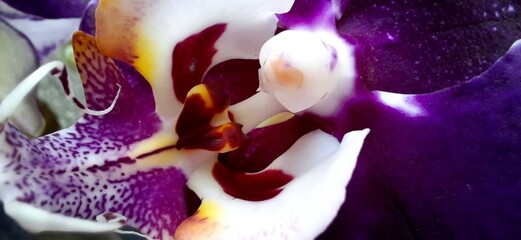 close up of a orchid