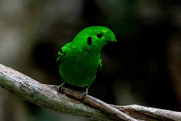 Green Broadbill, It is a beautiful bird in nature in Thailand.