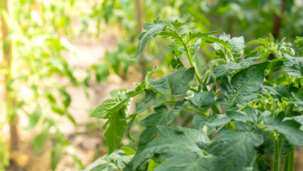 Green tomatoes in home garden greenhouse. Concept of locally grown organic vegetables food produce. Countryside harvesting 