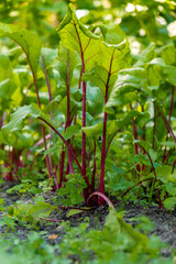 Beetroot vegetable plants in green garden bed close up. Concept of healthy homegrown organic cultivation farming