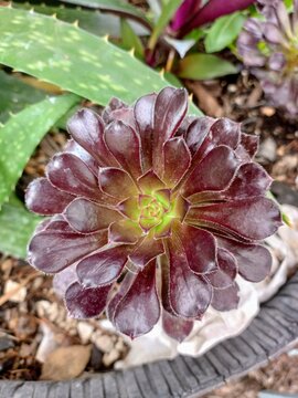exotic fower of the aeonium arboreum